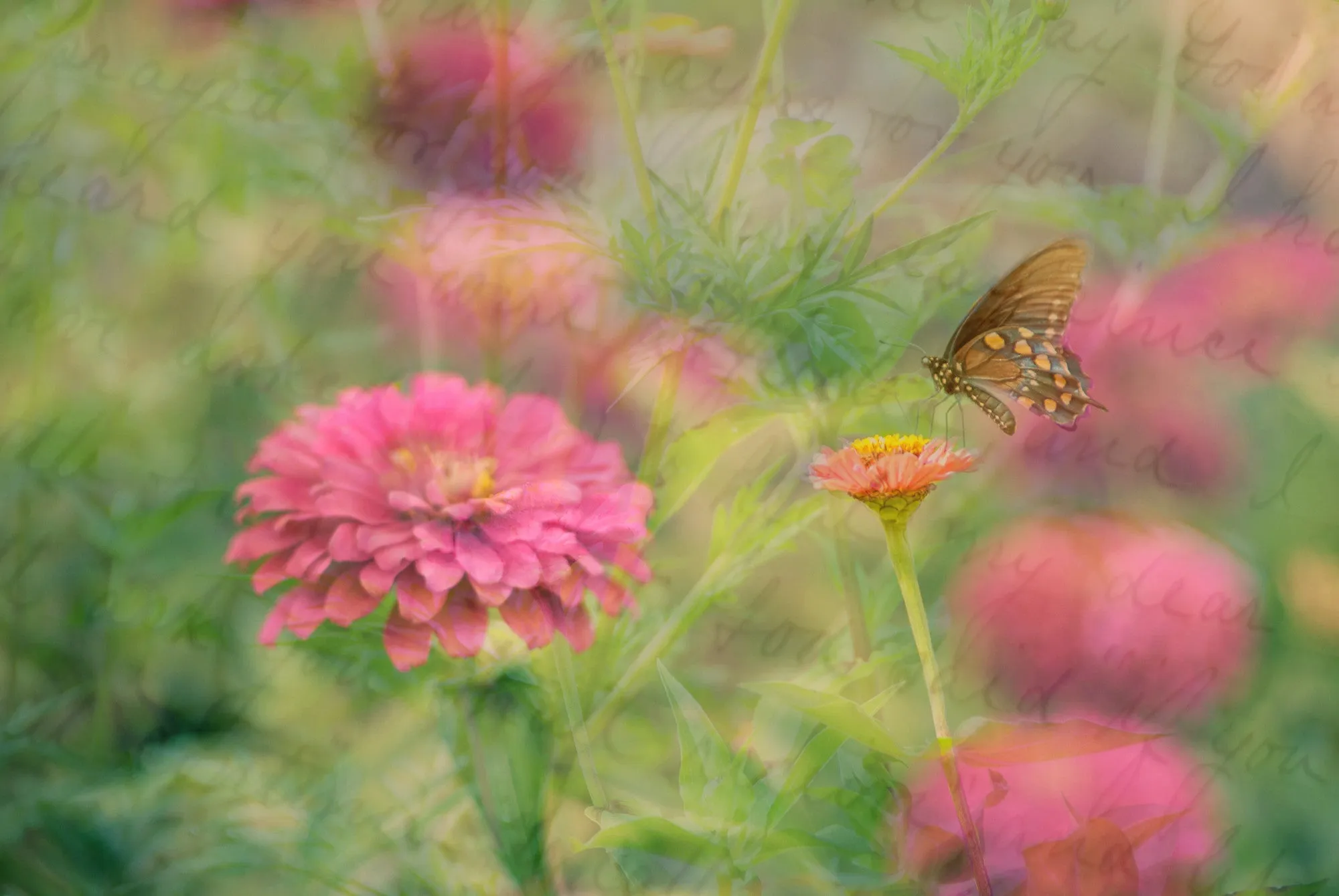 Soft Landing Canvas